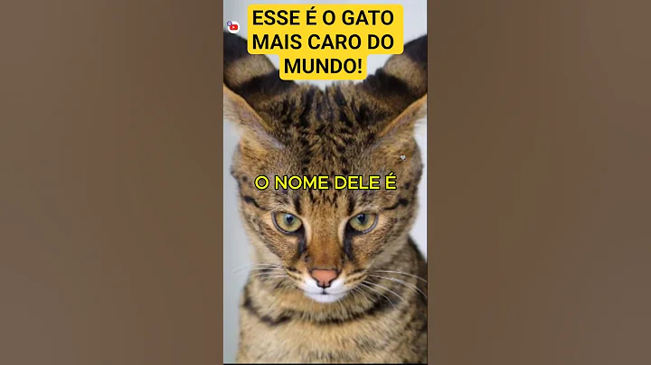 Video 11696611: serval, savannah