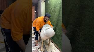 Dumba ka nahla dia😍😂 #ytshorts #funny #shorts #viralreels #bakraeid #qurbani #sheep #petlover #yt
