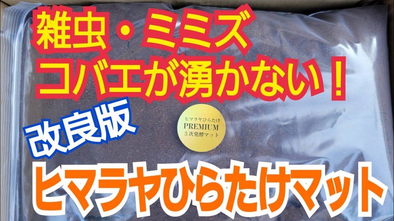 大量飼育に!たっぷり90リットル極上☆ヒマラヤひらたけ 大量飼育に!たっぷり90リットル極上☆ヒマラヤひらたけ