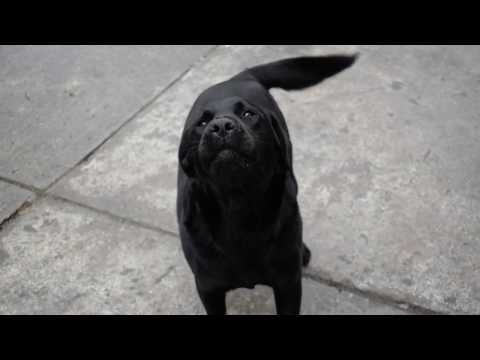 Videó: Túlzott Kutyaugatás és Hangosítás