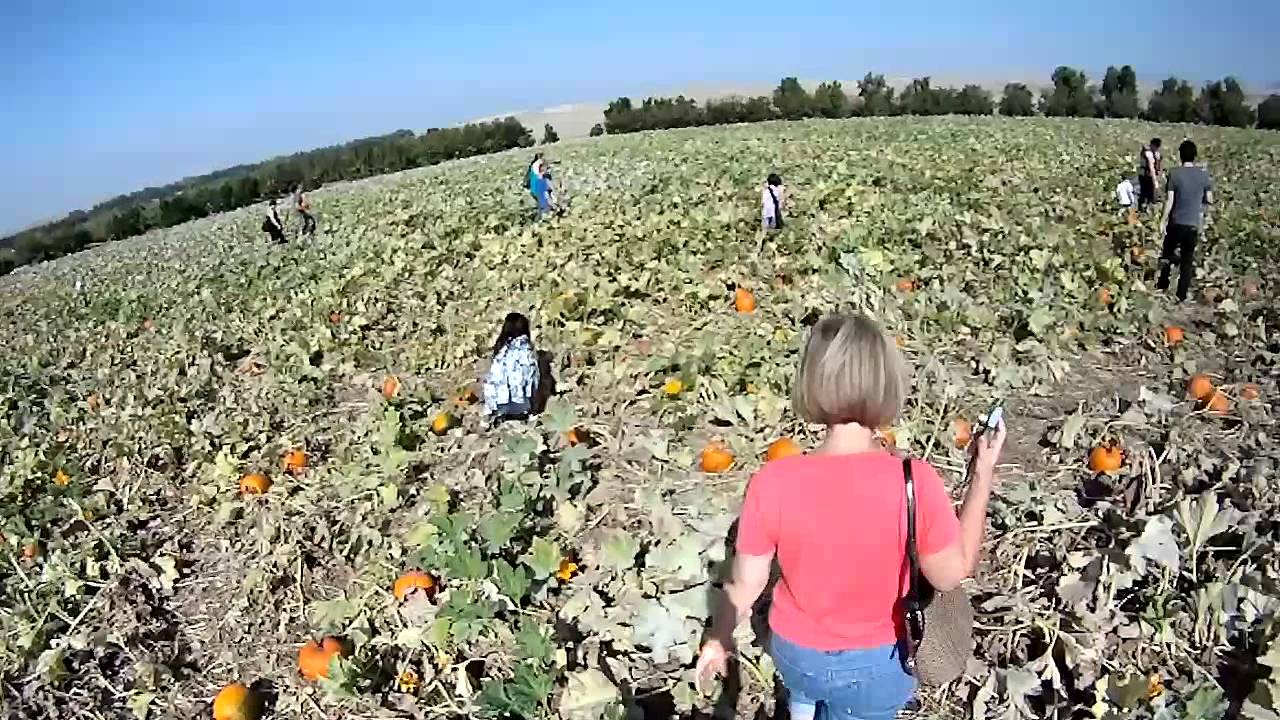 Chloe & Pearl Pumpkim Hunt 2011_enhanced.mp4 