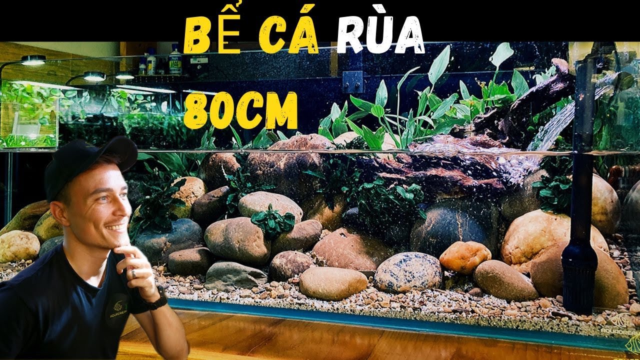 BỂ CÁ Rùa 80CM - YouTube