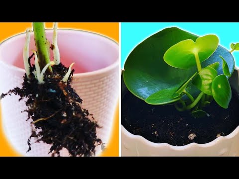 Easy Peperomia Polybotrya Propagation step by step guide