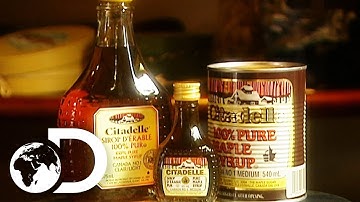 MAPLE SYRUP | How It