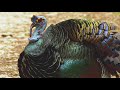 12 11 Ocellated Turkey