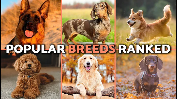 Top 10 Most Popular Dog Breeds ❤️🐶 (2025 Edition) thumbnail