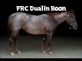 Lot #10 'FRC Dualin Boon' Feather River College Production horse sale 2026
