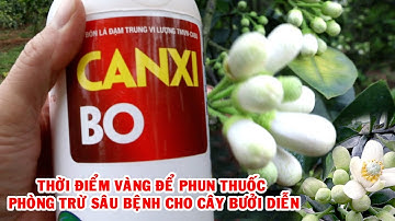 THỜI ĐIỂM TỐT NHẤT ĐỂ PHUN PHÒNG SÂU BỆNH TRƯỚC KHI HOA BƯỞI NỞ.