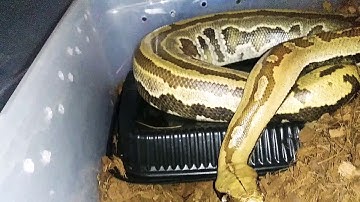 Python Breitensteini aka borneo short tail python
