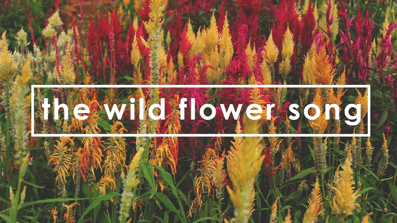 Wildflowers Song