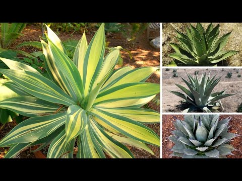 Vídeo: Variedades de plantas de agave: aprenda sobre os tipos de agave para o jardim