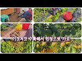 이것저것 수확해서 친정으로 가요.