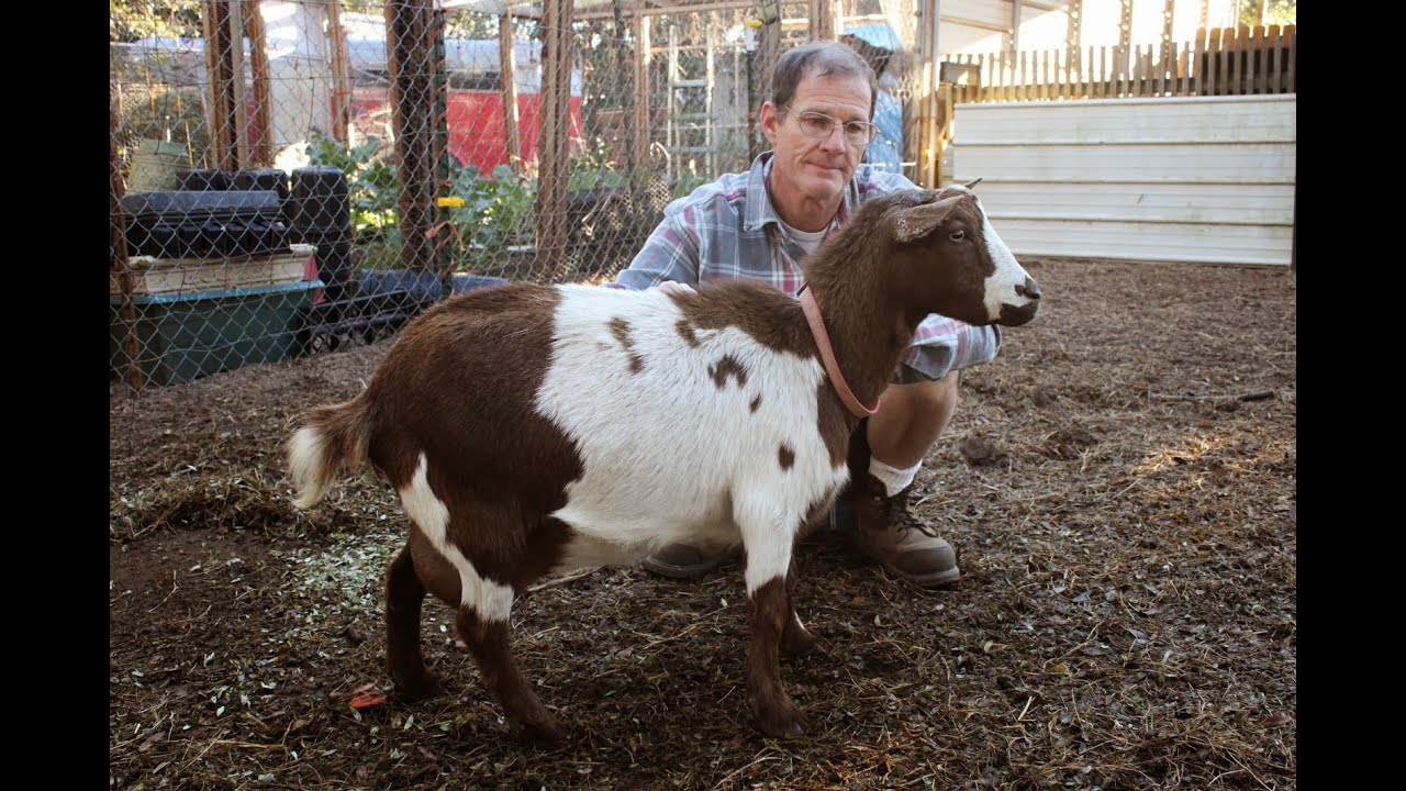 how to raise chickens, pigmy goats, hens and chickens, small goats