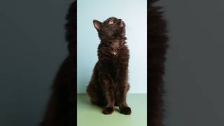 Maybe pet photography is the next move…? #lumix #petphotography #meow #photography #cats