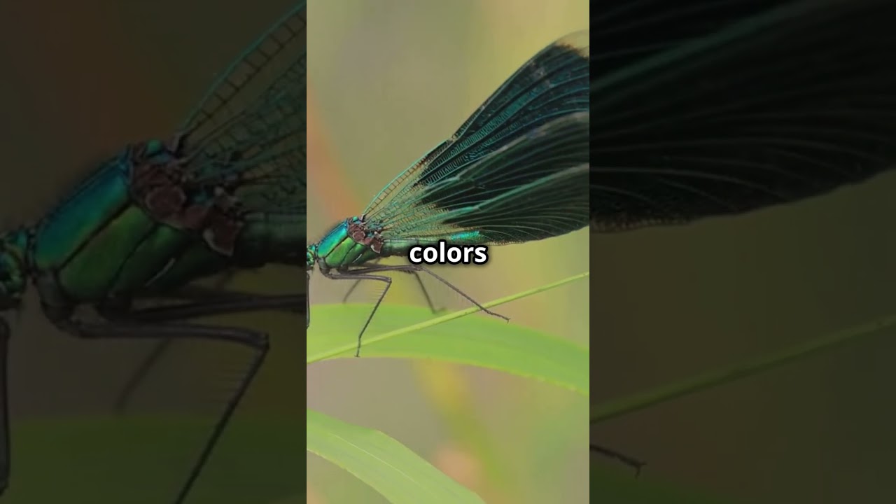 Damselfly or Dragonfly? Spot the Difference! 🧐🐞