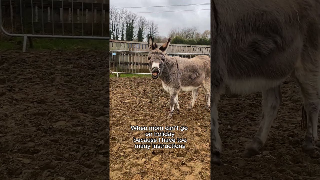 Yeah Sure Devastated Animalrescue Horse Animallife Donkey Farmlife Rmlife