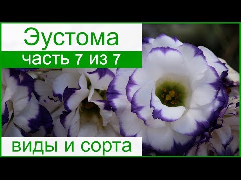 Виды и сорта эустомы для сада и дома