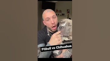 pitbull vs chihuahua #viral #dog #shortvideos #short #shorts #yt #ytshortsindia @officialjunethedog