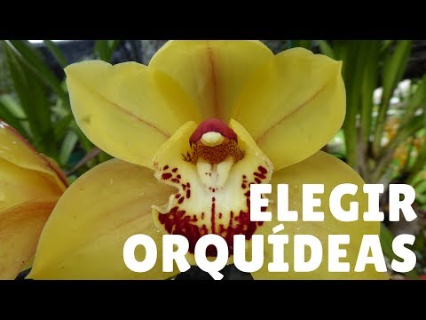 Video: Cómo Elegir Una Orquídea