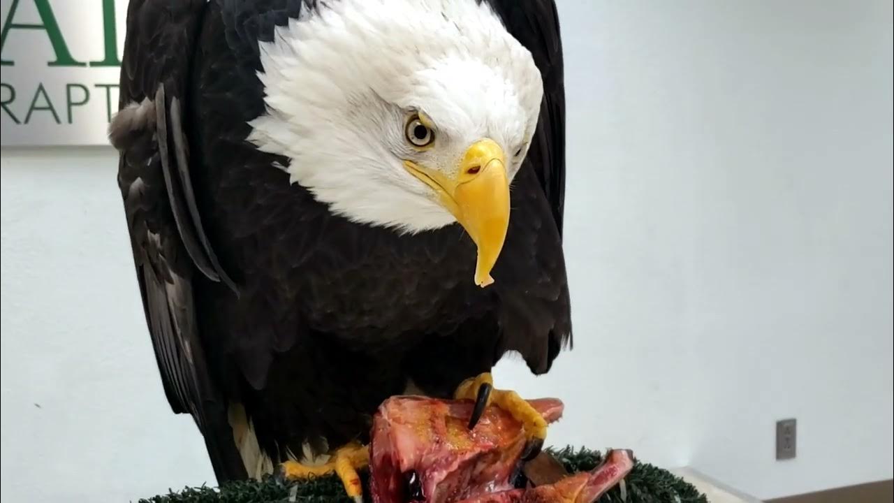 What do Bald Eagles Eat? YouTube