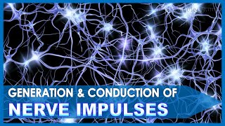Neural control n coordination | Part 2 - Generation n conduction of nerve impulses