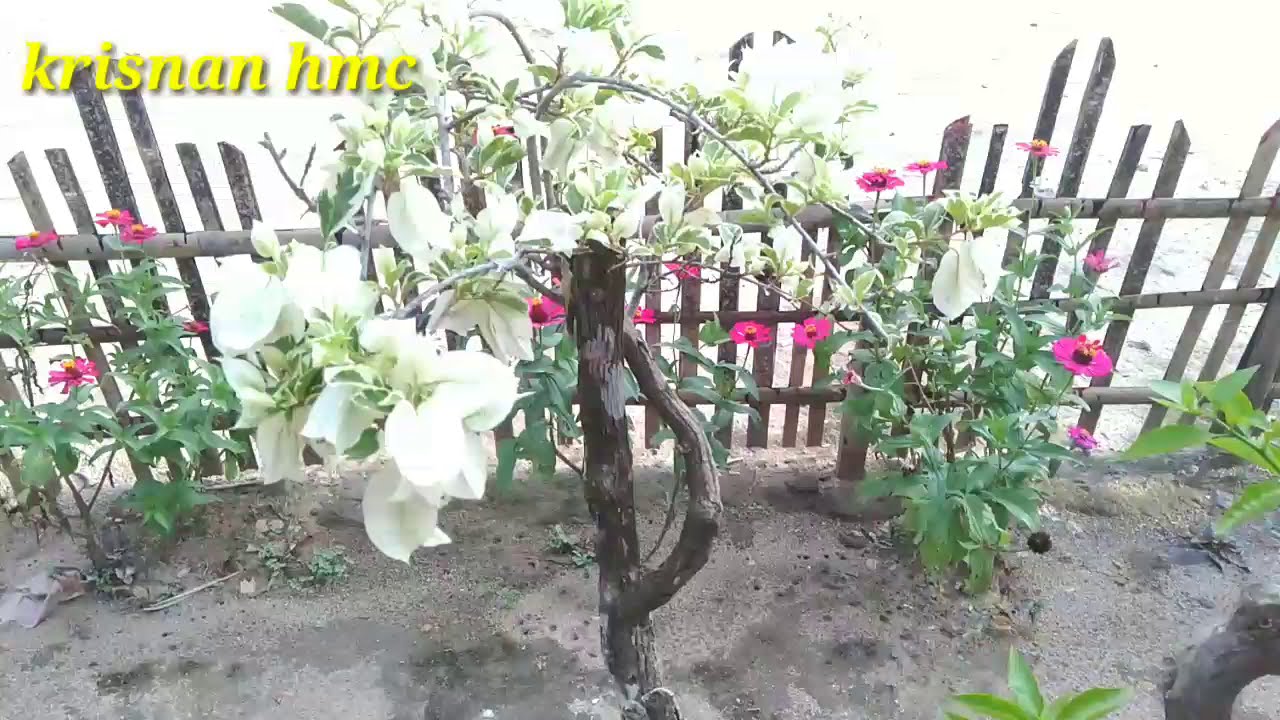 Bonsai bughenvil bunga  kertas  YouTube