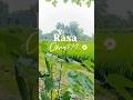 okra hijau #berkebundirumah #garden #berkebun #sayuran #okra