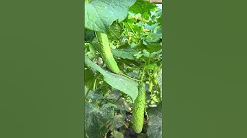 Khi phi tần được Hoàng đế ban cho 2 quả dưa chuột #lịchsửtrunghoa #nguocdonglichsu #lichsu