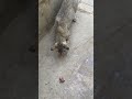 Feeding stray cats 🐈⬛