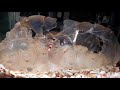 海水魚水槽　オトヒメエビ