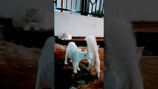 Ciri² kucing pembawa Hoki #cat #kucinglucubandung #imut #kucing #shortvideo #kucinglucu