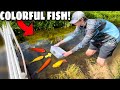 DIY FISH TRAP Catches COLORFUL Fish for Pond!! (NEW PETS)
