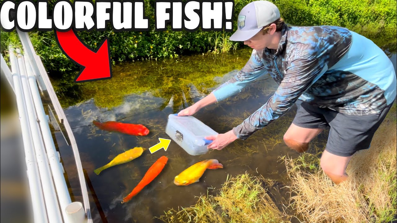 DIY FISH TRAP Catches COLORFUL Fish for Pond!! (NEW PETS) YouTube