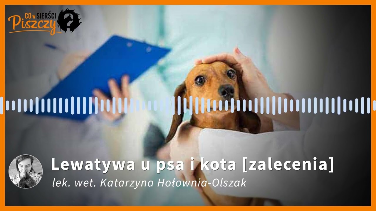 Przebicie Jelita U Psa Objawy