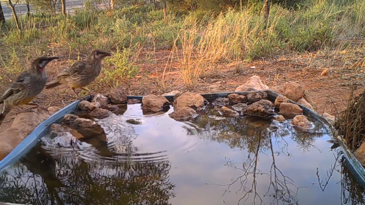 Various birds on a Sunday morning at the water trough near Mannum (2