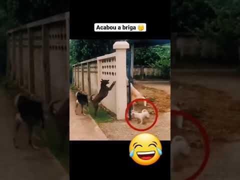 Funniest Cats And Dogs Videos 😺😍 l Funniest Cats and Dogs 🐱🐶 ep.1 #shorts