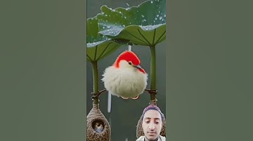 Surah Al-Ikhlas with Beautiful Birds Egzonibrahimi| Peaceful Quran Recitation 🕊️