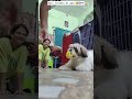 Cutest Shihtzu puppy,Coco🧿🐶#puppy #dog #cute #dogshorts #puppy #puppylove #puppylife #puppyvideos