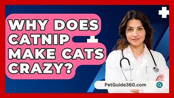Why Does Catnip Make Cats Crazy? - PetGuide360.com