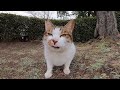 公園の野良猫、ハウスから出てきて擦り寄ってきた