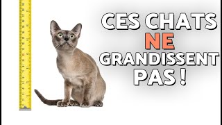 TOP 10 SMALLEST CAT BREEDS 🐈🔎 Here are the SMALLEST CATS IN THE WORLD!