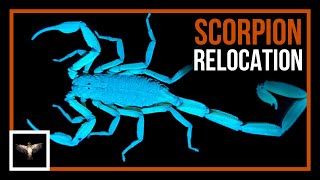 Relocating Bark Scorpions in Panama