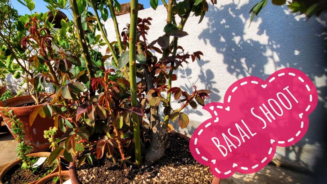 यह काम अभी करे गुलाब में, आएगी तगड़ी ब्रांच, टॉप सीक्रेट तरीका ! How to get Basal shoot in Rose plant