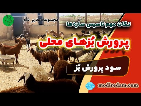 آموزش پرورش بزهای محلی
