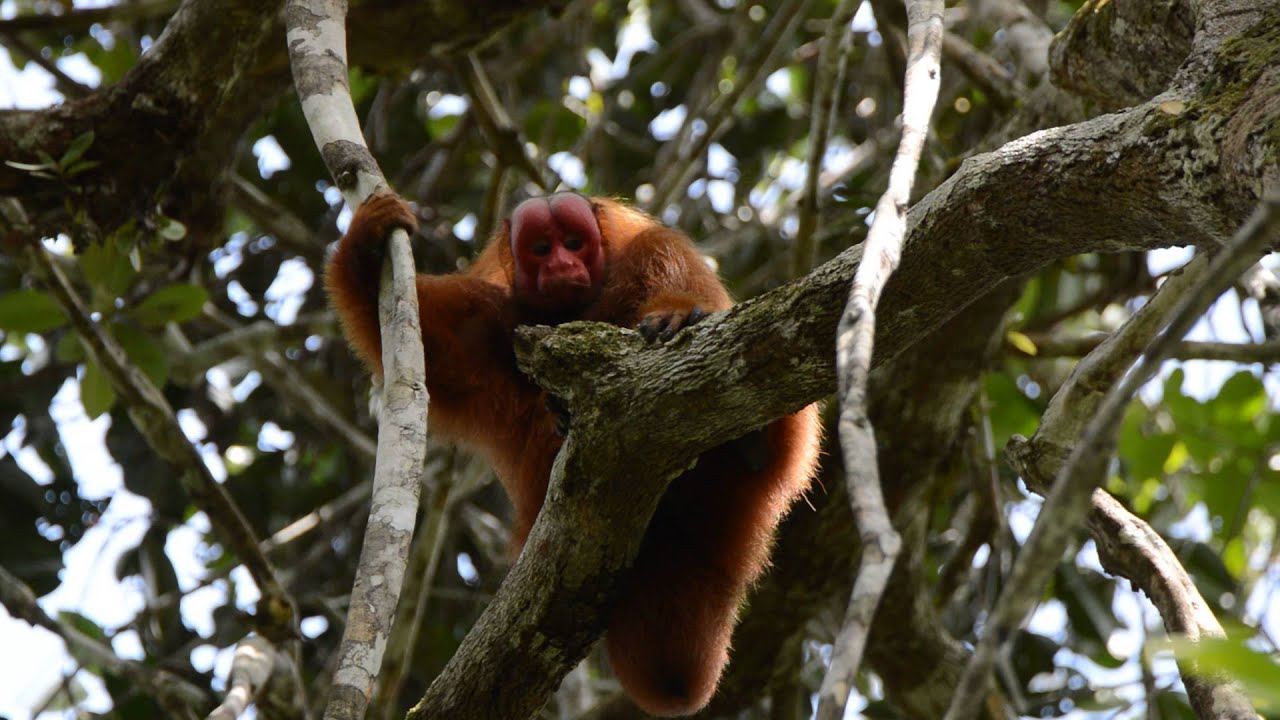 Red uakari male displaying