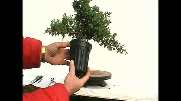 Working On A Pre-Bonsai Part 2 of 3