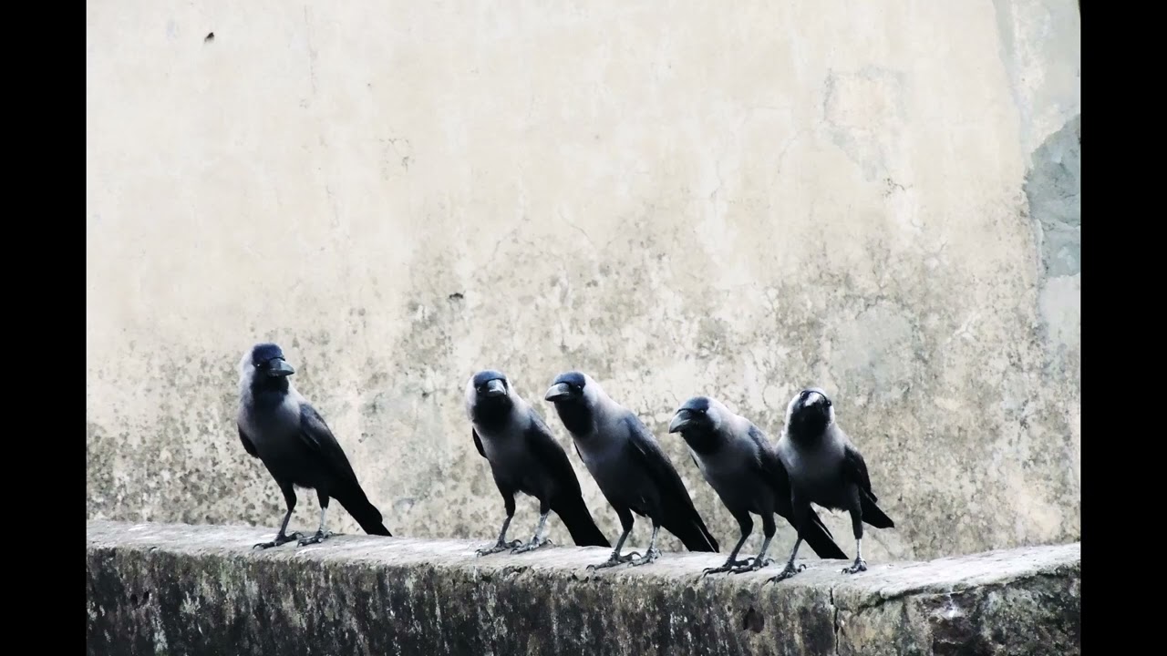 Crows Cawing, Flock of Ravens Sound HD | Copyright Free Animal Sounds