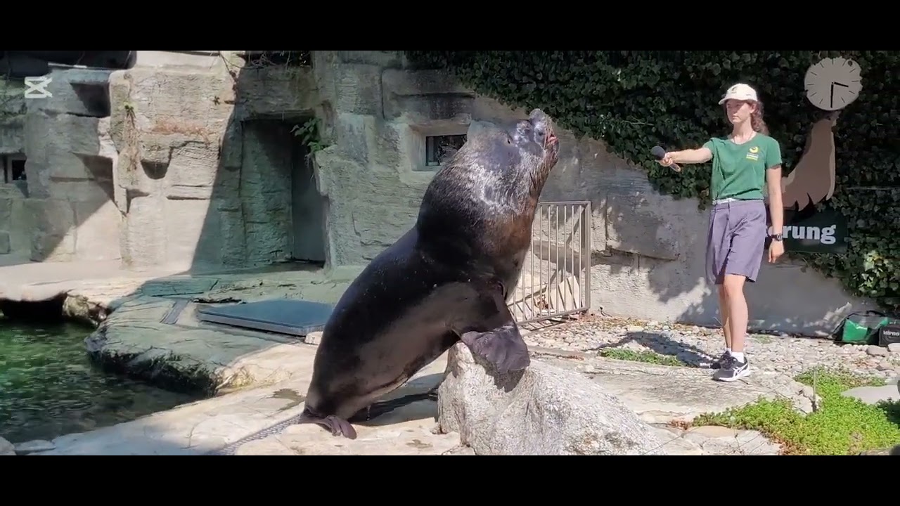 Funny Seal Compilation 😂 | Sea Lion Show at Schönbrunn Zoo Vienna, Austria 🇦🇹