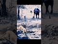 🦬 Buffalo Had Enough… What Happened Next Was Incredible! #trending #shorts