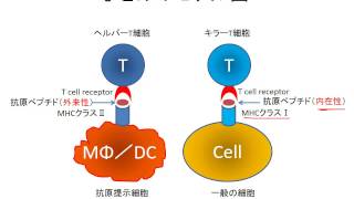 MHCの構造と機能